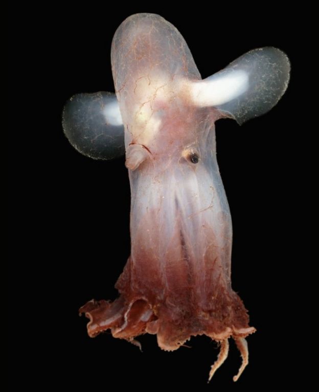 Cirroteuthis moelleri