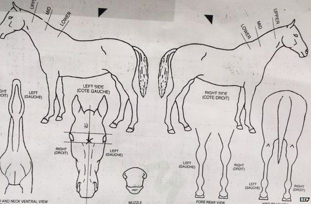 A horse passport diagram
