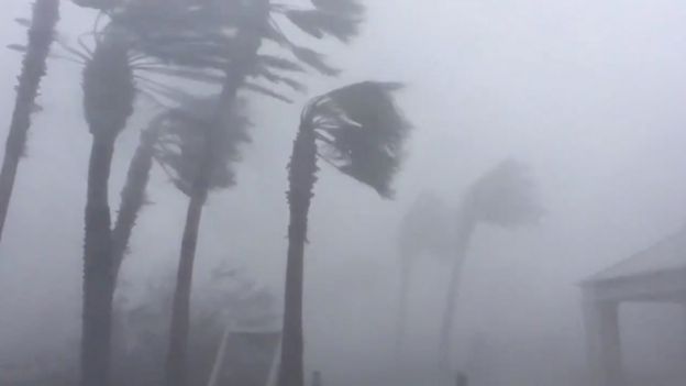 Palm trees are seen during a Hurricane Michael in Panama City, Florida