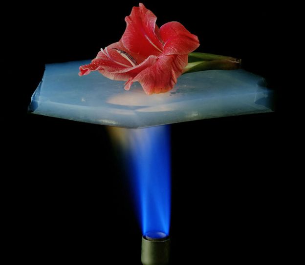 Flor sobre aerogel con llama debajo