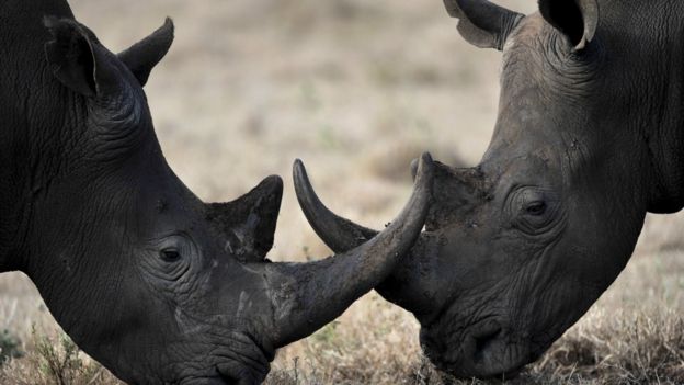 Synthetic Rhino Horn Ready in Two Years BBC News