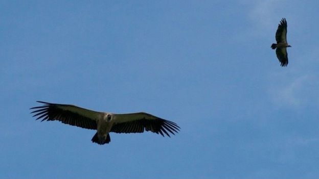900 Gambar Burung Nasar Terbaik Gambar Id