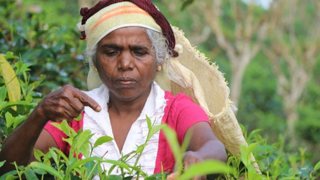 තේ
