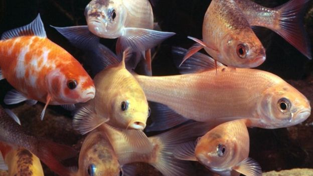 لماذا لا تستحق الأسماك أن توصم بضعف الذاكرة؟