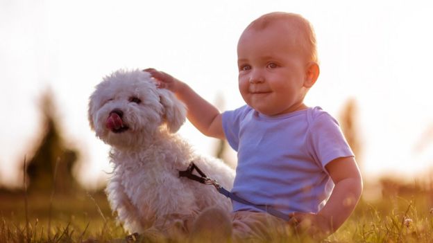 Por Que Creemos Que Los Gatos Son Menos Carinosos Y Amigables Que Los Perros El Mostrador