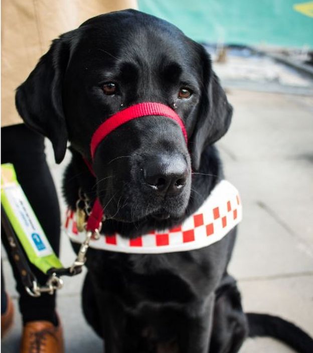 'Refusing my guide dog is not just illegal, it's wrong' BBC News