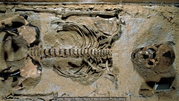 Volker Steger/4 Million Years of Man/Science Photo Library