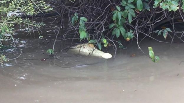 The crocodile under some tree branches in the river