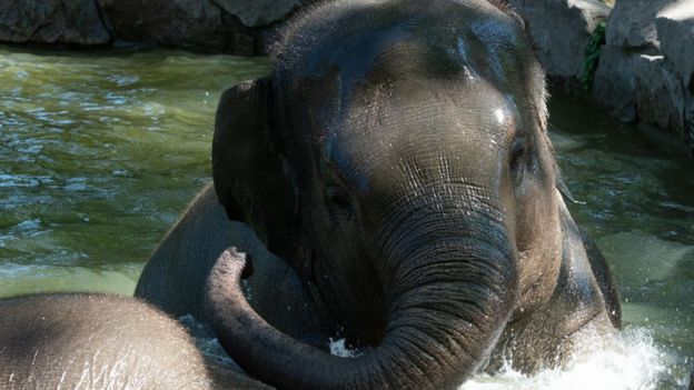 'விளையாடுங்கள், வேட்டையாடாதீர்கள்' - யானை குறித்து 11 சுவாரஸ்ய தகவல்கள்