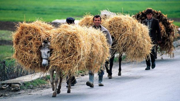 अल्बेनियामा गधाहरू