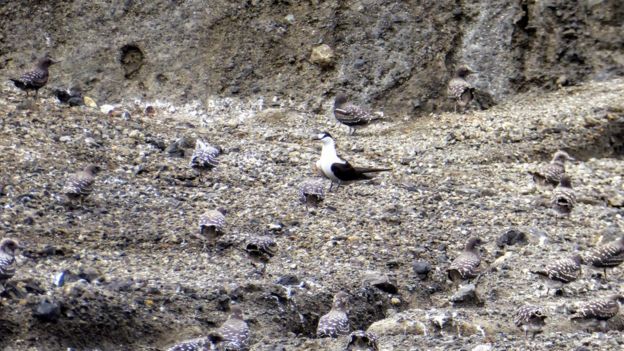 Aves marinhas trinta-reis-das-rocas na nova ilha que surgiu no Pacífico