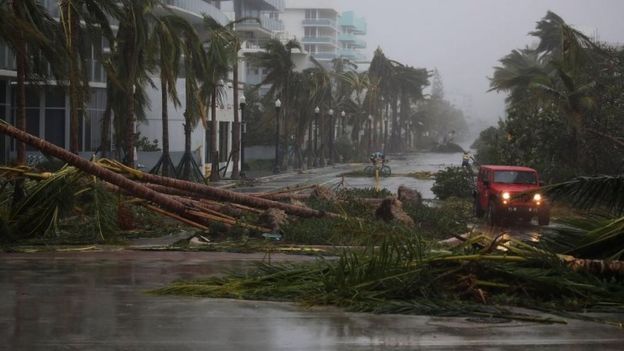 A vehicle passes downed palm trees in Miami, Florida. Photo: 10 September 2017