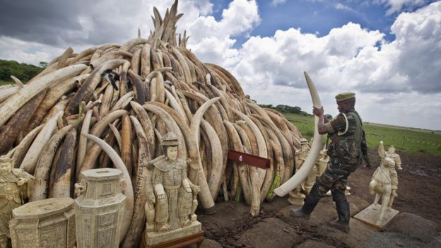 Kenya'da ele geçirilen fildişleri yetkililer tarafından topluca yakılmıştı