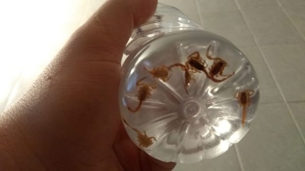EscorpiÃµes encontrados na casa de Jessika Martins em Americana