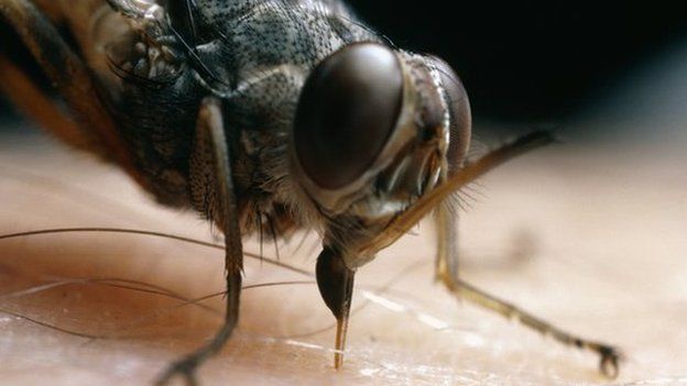 A close-up of a tsetse fly