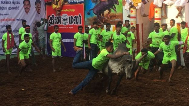 ஜல்லிக்கட்டு