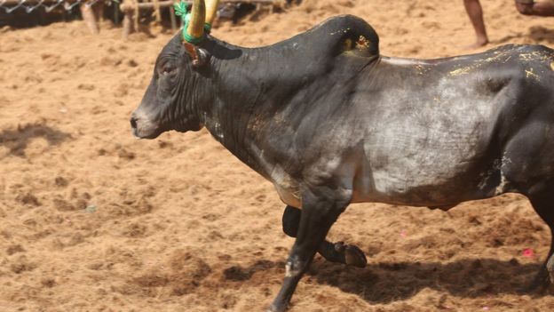 ஜல்லிக்கட்டு