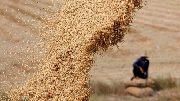Plantação de arroz na Tailândia