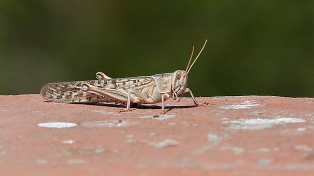 India locust