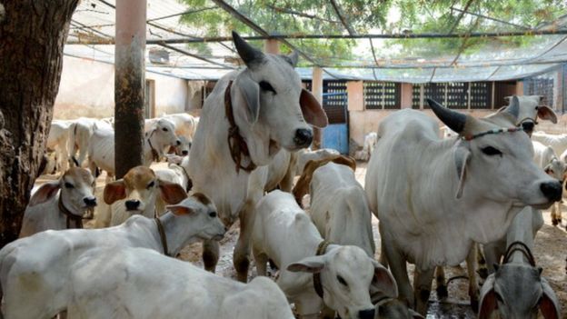 ভারতে গরুর একটি খামার।