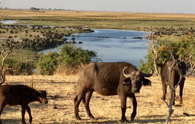 Cape Buffalo cross the Chobe River from Botswana into Namibia where hunters are waiting