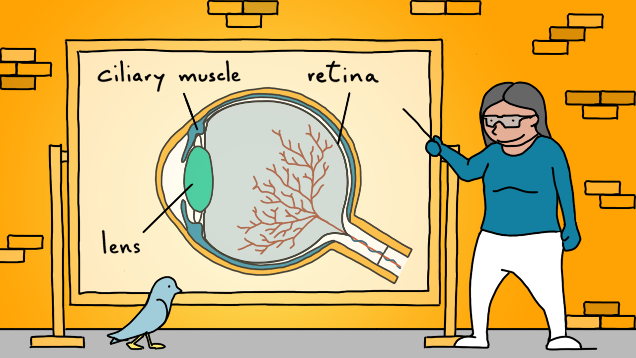 Covid 19 Five Ways To Avoid Lockdown Eye Strain Bbc News Covid 19 Five Ways To Avoid Lockdown Eye Strain Bbc News