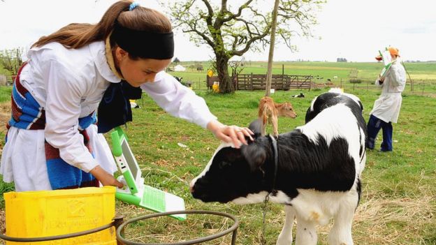 Niña con una ceibalita acaricia a un ternero.