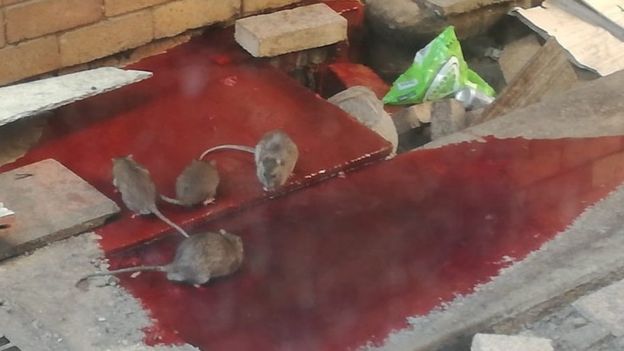 Rats in Livingstone Hospital