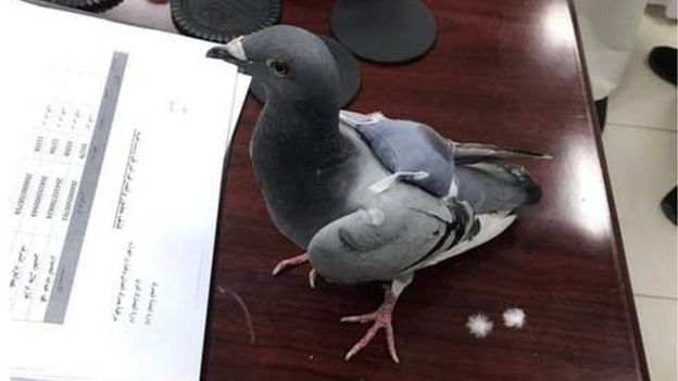 Pigeon found carrying drugs in Kuwait
