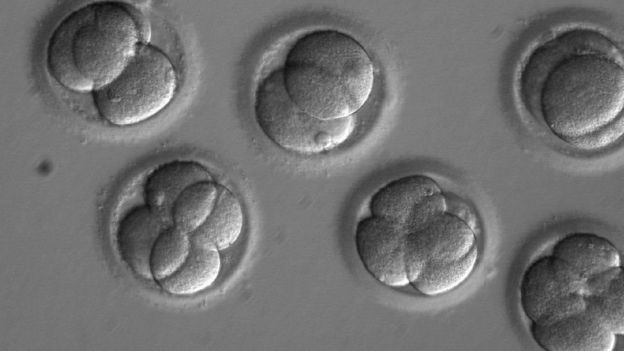 Embriões humanos