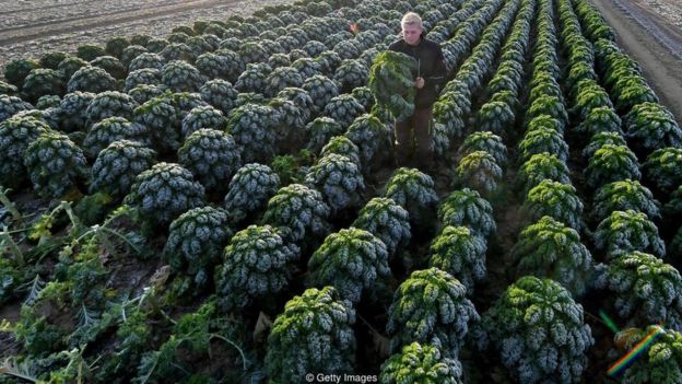 Plantação de kale