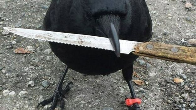 கனடாவில் காகத்தின் தாக்குதலால் தபால் விநியோகம் நிறுத்தம்