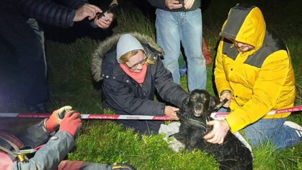 The dog after being rescued