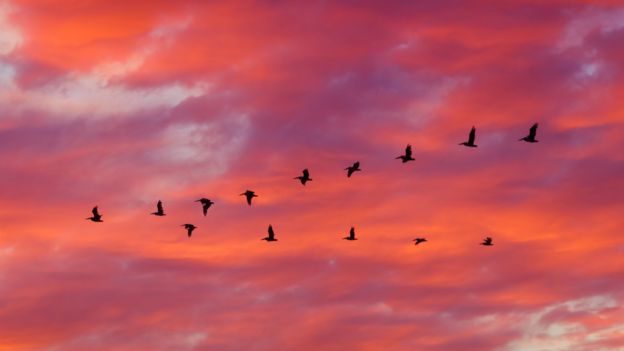 Formación de aves en un cielo rojizo