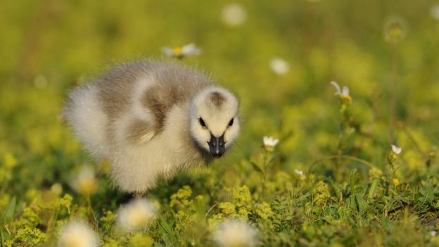 gosling