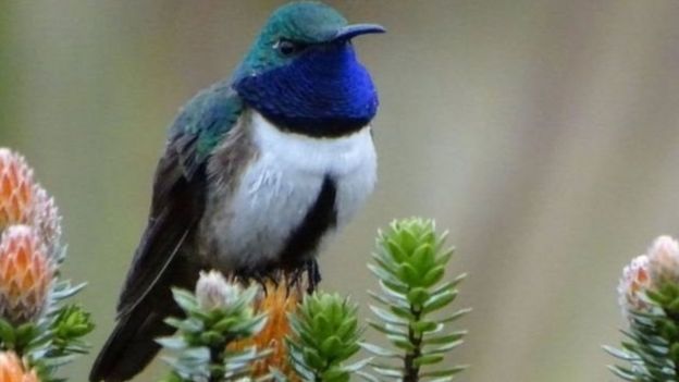 தேன்சிட்டு