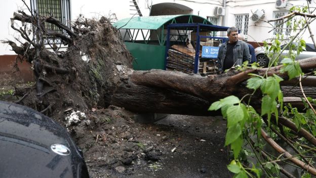 Поваленное дерево во дворе