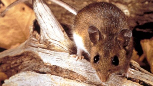 Ratón silvestre.