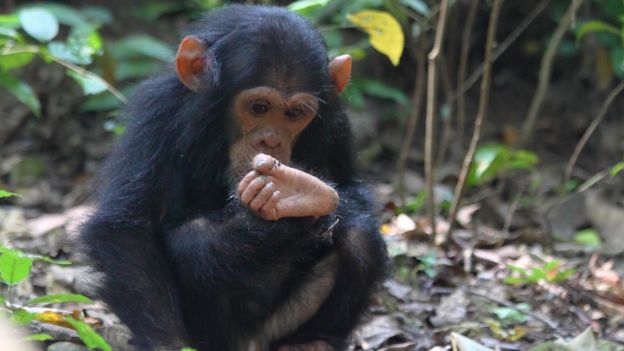 Young chimpanzee inspecting foot