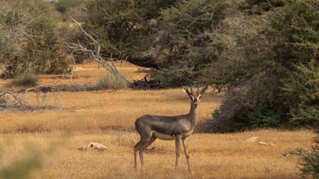 লোহিত সাগরের তীরে সংরক্ষিত বনভূমির হরিণ