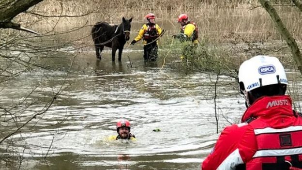 RSPCA of the animal welfare charity???s specialist water rescue team helping a trapped pony out of flood water from a field beside the River Wey in Guildford,