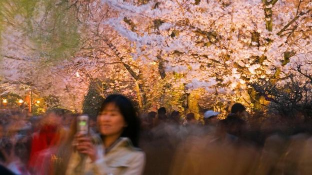 Japonya kiraz çiçekleri