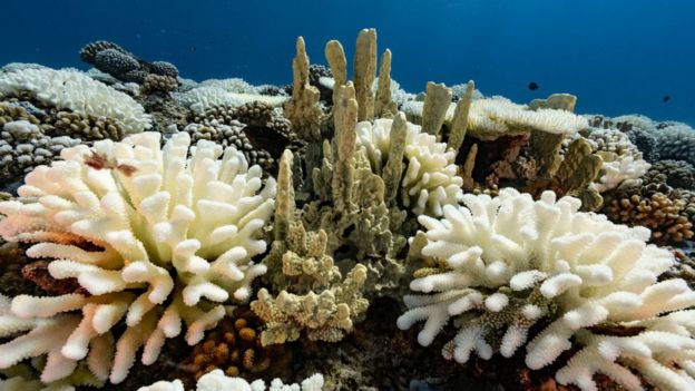 Coral blanqueado en las Islas de la Sociedad