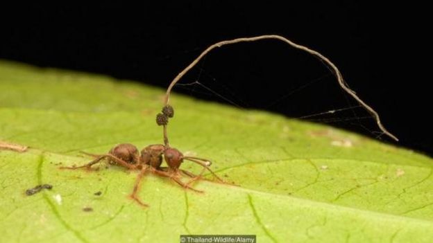 Formiga carpinteira infectada pelo fungo Ophiocordyceps unilateralis