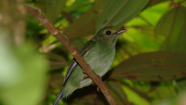 Fêmea de um tangará, de cor verde