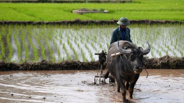 Đất nông nghiệp
