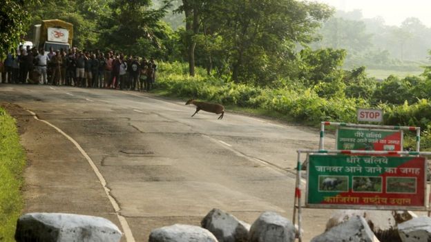 5 சதவீதம் தண்ணீரில் மூழ்கிய காசிரங்கா பூங்கா