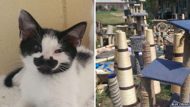 Blue Cross kitten and scratching posts
