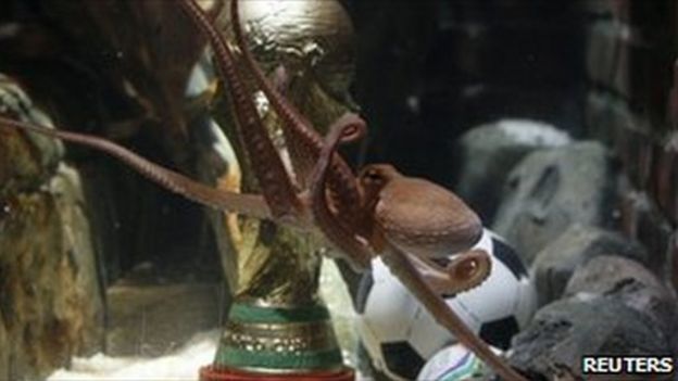 Paul the Octopus (July 2010)
