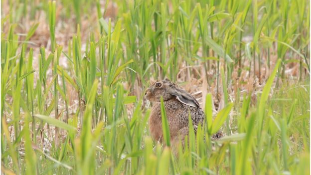Brown hare in Miscanthus in May